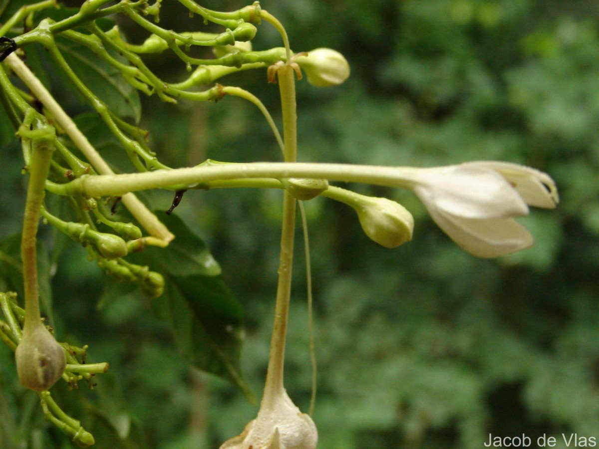 Millingtonia hortensis L.f.